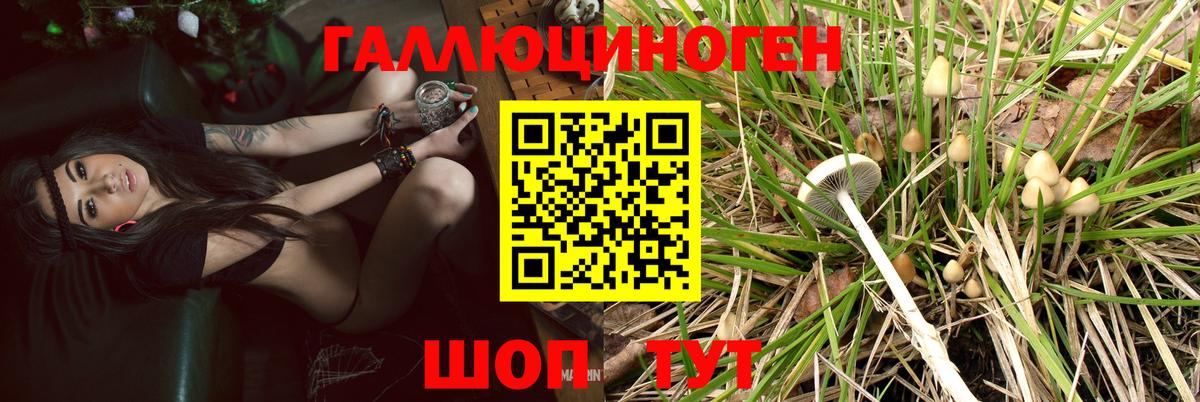 Галлюциногенные грибы MAGIC MUSHROOMS  Вход с VPN  Котельники  Галлюциногенные грибы GOLDEN TEACHER 